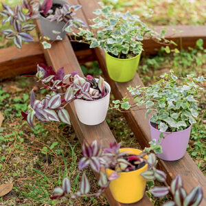 Lillepotid ja lilleamplid